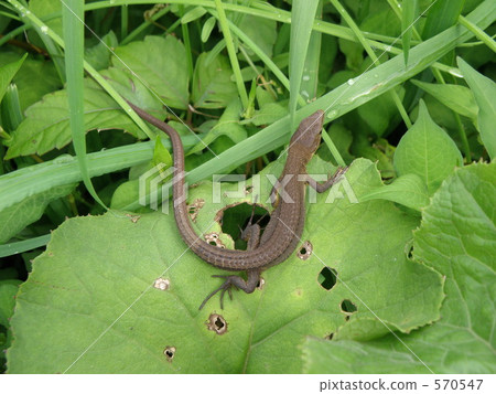 Japanese kana snake Japanese kana snake 570547