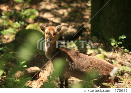 Yakuse deer 570621
