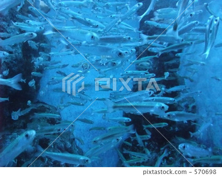炒 小魚 魚 570698