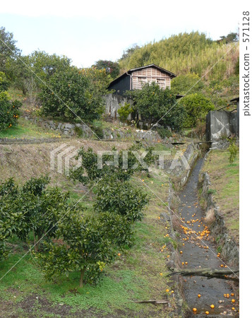 Mandarin Orange 571128