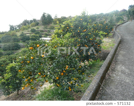 Mandarin Orange Mandarin Orange 571132