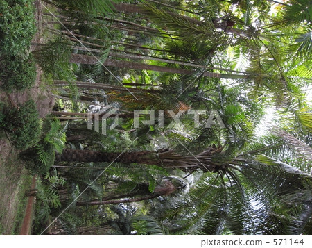 Tropical plants and jungle 571144