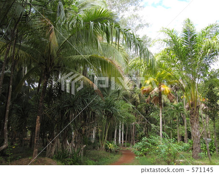 Tropical plant jungle 571145