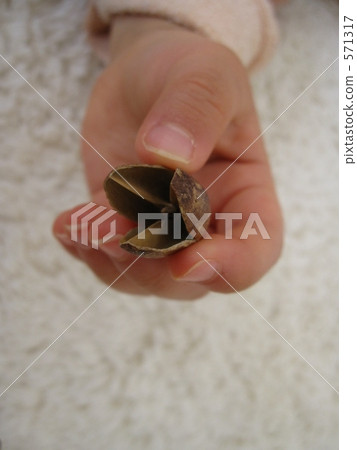 Small hand with tree nut 571317