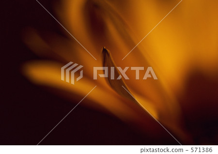 blue-eyed cape marigold, marigold, close up 571386