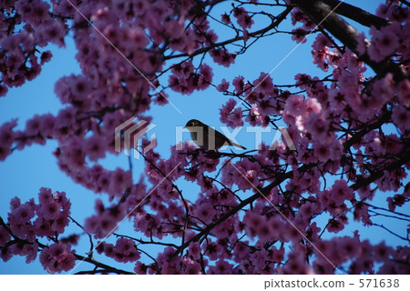 Flower plum and mezzo 571638