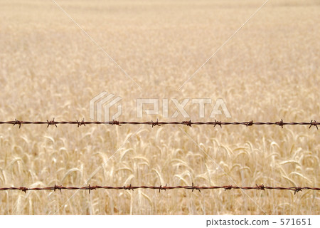 Wheat field and barbed wire 571651