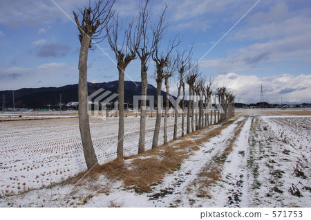 雪原和樹木 571753
