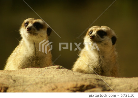 Meerkat(第一動物園) Meerkat(第一動物園) 572110