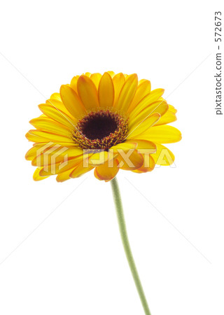 Gerbera Gerbera 572673