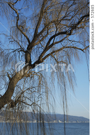 Lake Suwa in winter and willow 572685