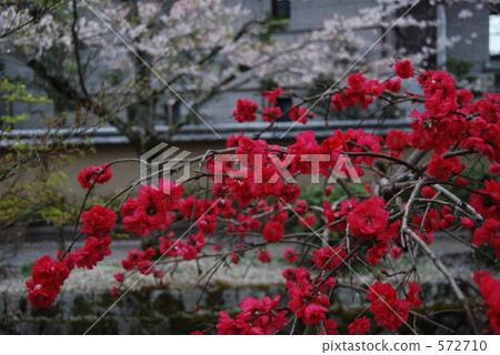Blurred flowers blooming on the path of philosophy 572710