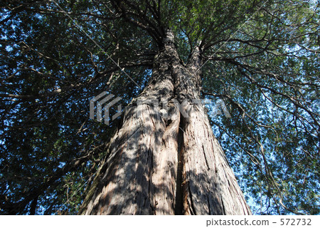馬鮫魚 大樹 樹木 572732