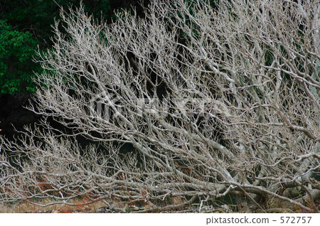 半紅樹林植物雲杉 572757
