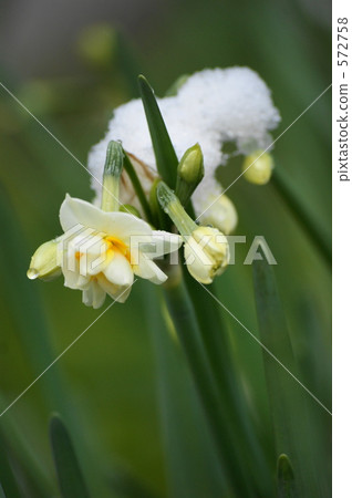 水仙 572758