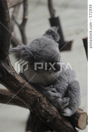 Koala of Tama zoo Koala of Tama zoo 572939