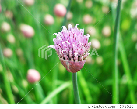 Chive fields Chive fields 573010
