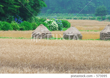 In the Wheat stage In the Wheat stage 573095