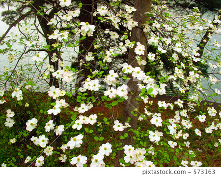 White dogwood 573163