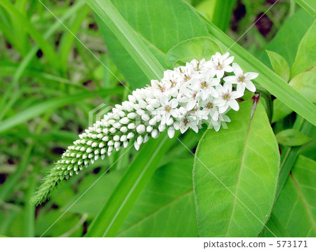 靠近奧卡特拉諾 573171