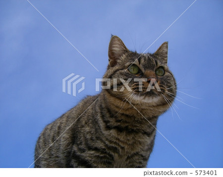upper body, upper body shot, cat 573401
