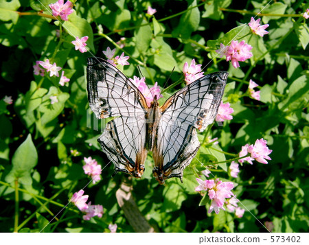 A butterfly A butterfly 573402
