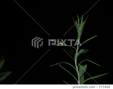 Genji firefly 573408