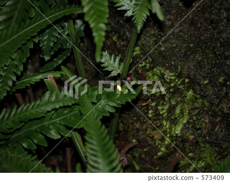 Haike firefly 573409