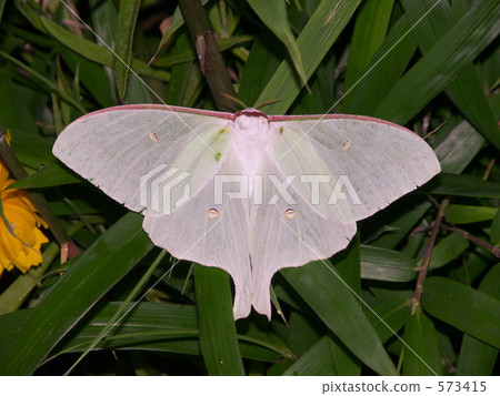 男女（女） 573415