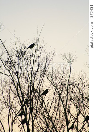 冬天早晨邊界 573451