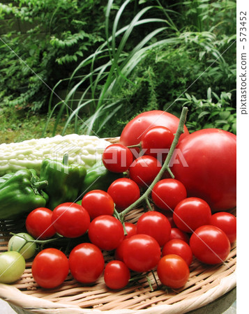 夏天蔬菜在花園裡 573452