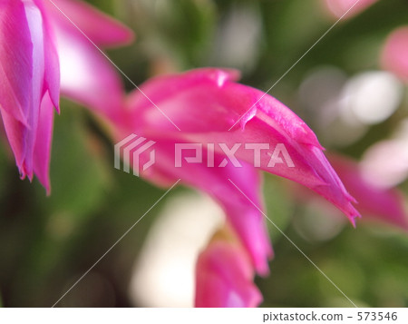 Shakobasababuten Shakobasababuten 573546