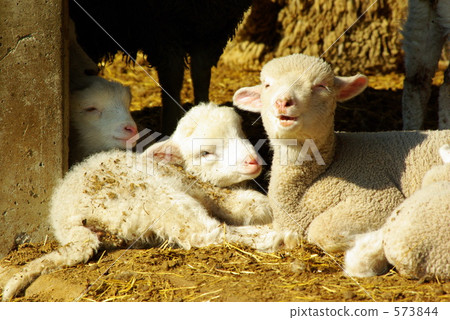 lamb, sheep, kanagawa prefecture 573844
