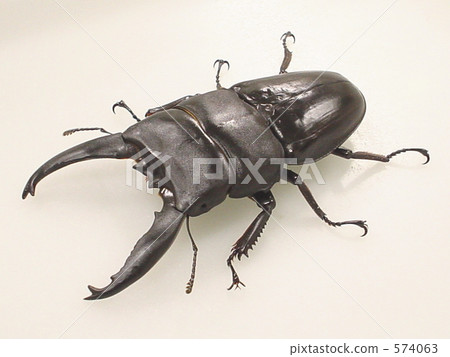 Alkydes Hawthorne Alkydes Hawthorne 574063