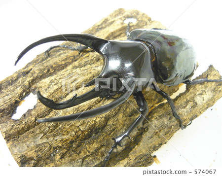 白種人藍鰭金槍魚（來自蘇門答臘島） 574067