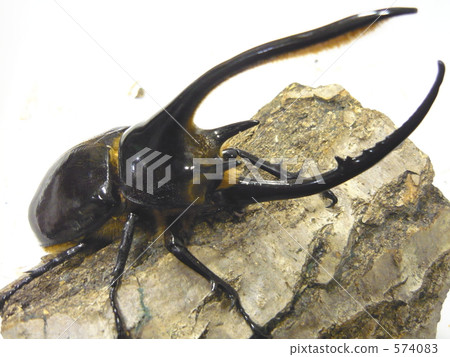 海王星魚 海王星魚 574083