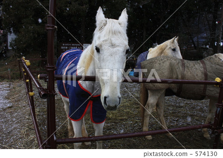 white horse, unrefined sake, equine 574130
