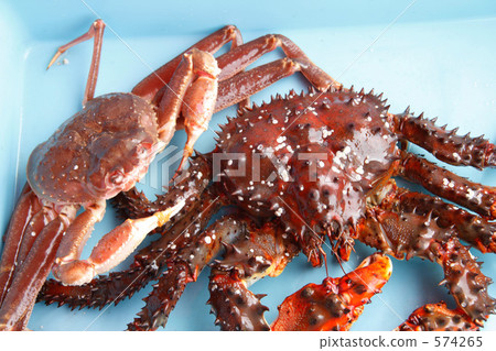 Snow crab and Hanasaki crab Snow crab and Hanasaki crab 574265