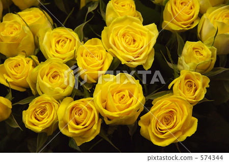 Yellow rose Yellow rose 574344