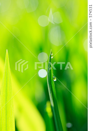 Morning dew Morning dew 574531