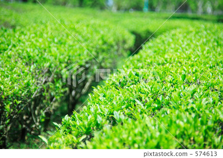 茶葉 茶葉 574613