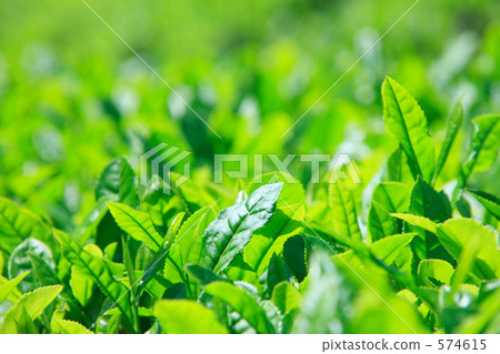 tea leaf tea leaf 574615