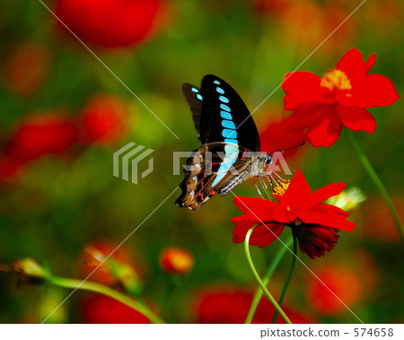 graphium sarpedon, butterfly, butterflies 574658