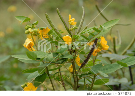 folk medicine, diuretic, diuresis 574872