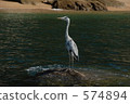 grey heron, gray heron, Seto Inland Sea 574894