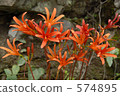 lycoris sanguinea, red spider lily, wild 574895