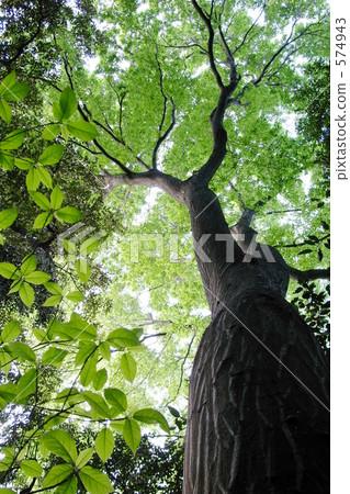 Mysterious tree 574943