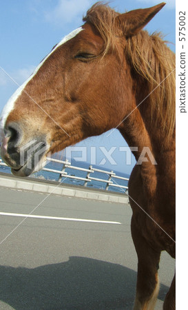 Horse 575002