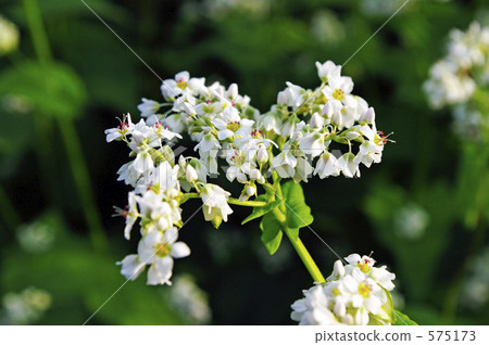 Buckwheat flowers Buckwheat flowers 575173