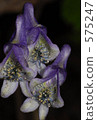 tan na aconite, aconitum, medicinal herb 575247